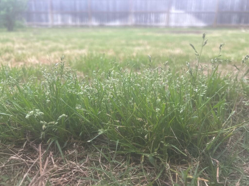 Grass identification