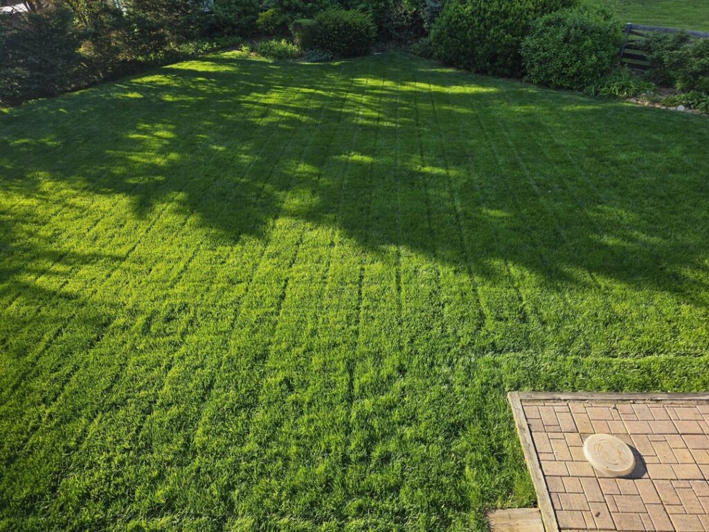 Grass going to seed? Grass going to seed?