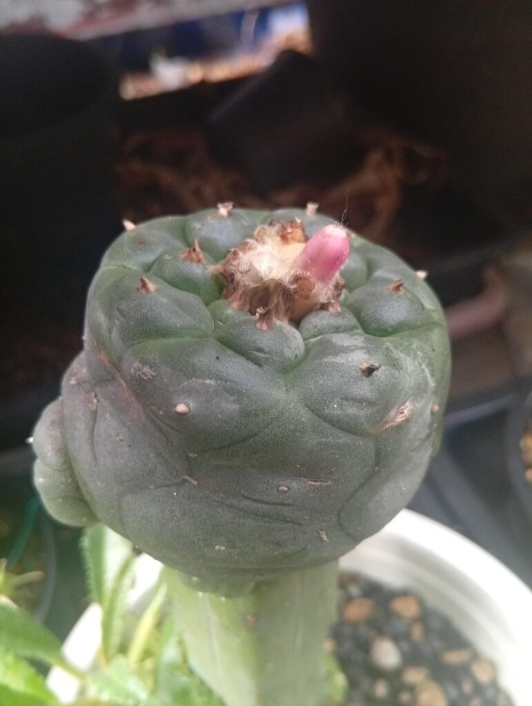 Seedpod snatcher Seedpod snatcher