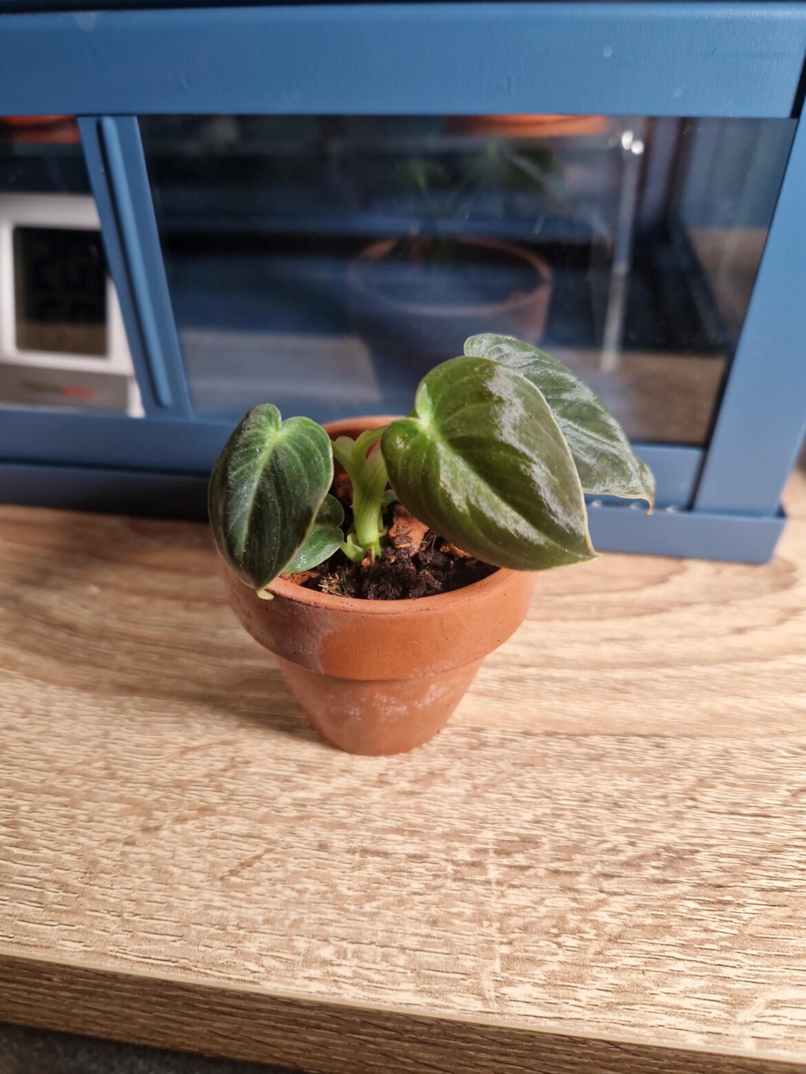 Is this a melanochrysum?