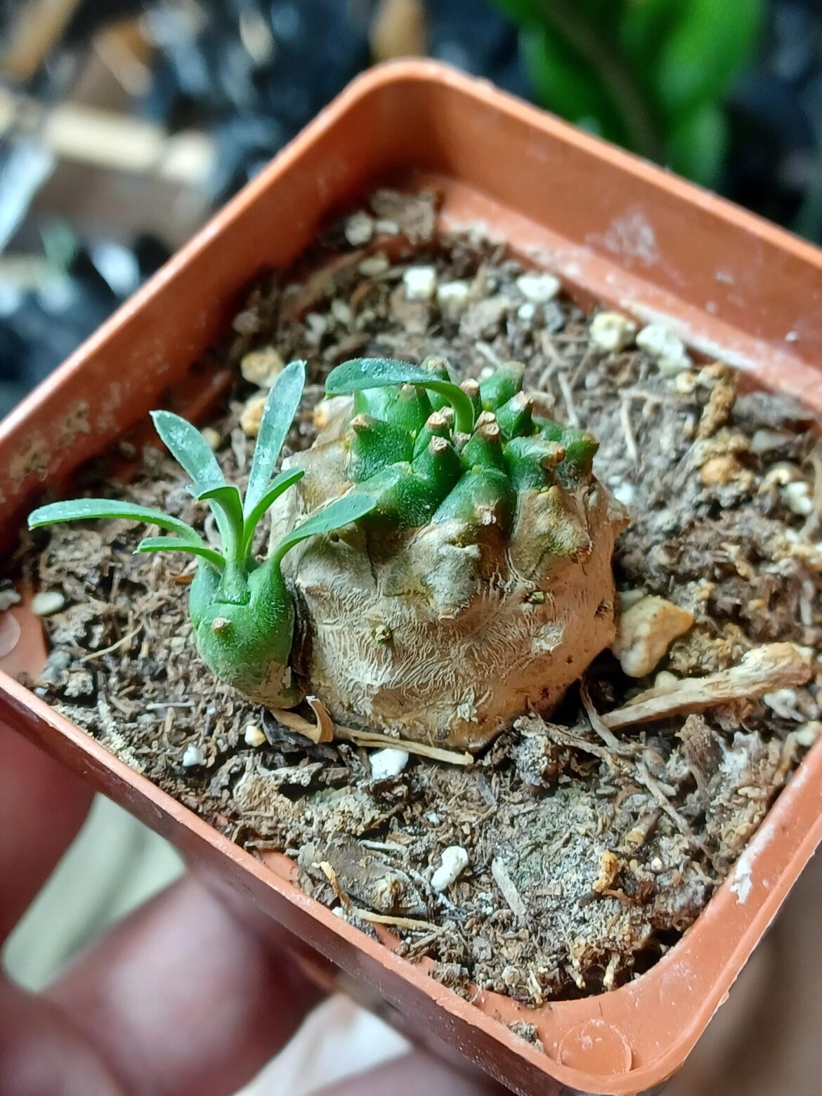 Found this sad little guy in a local flower shop for 50 cents. I think it's a euphorbia but not a clue which species.