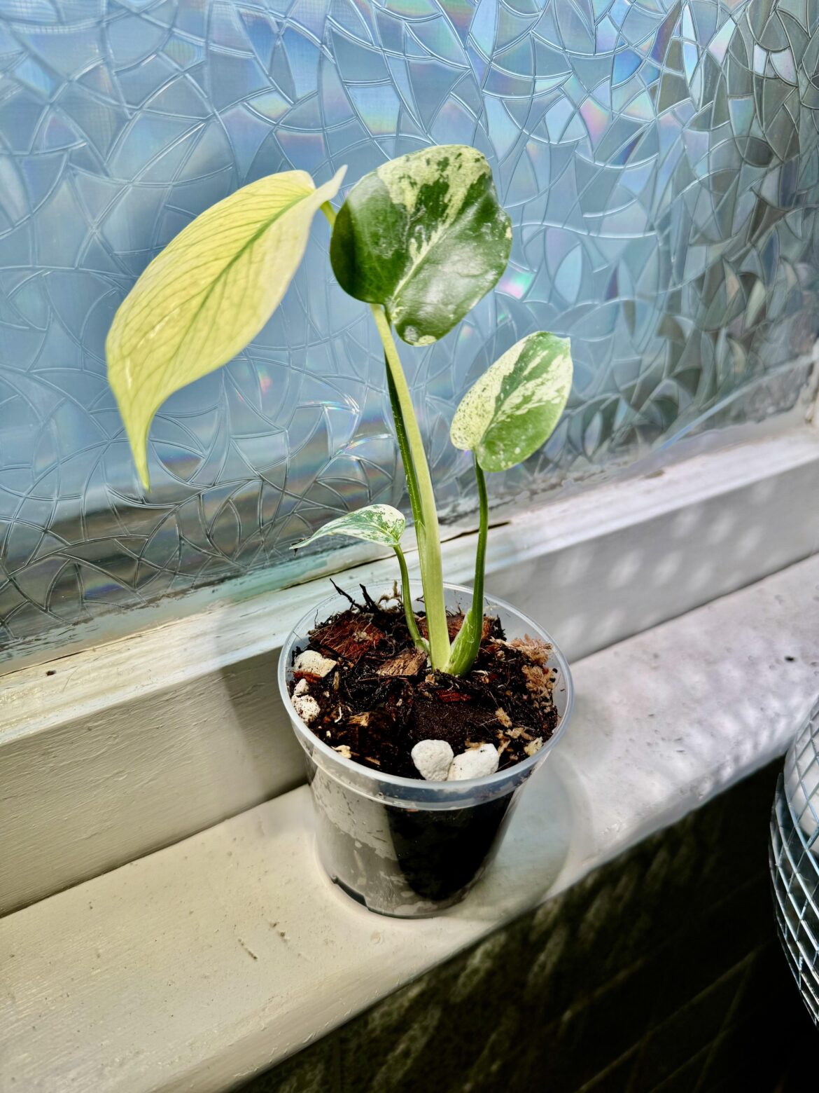 Someone dropped this and a bottle of wine on my front porch and I don’t know what the plant is.. google keeps telling me golden pothos, but I’ve never seen a pothos like this before