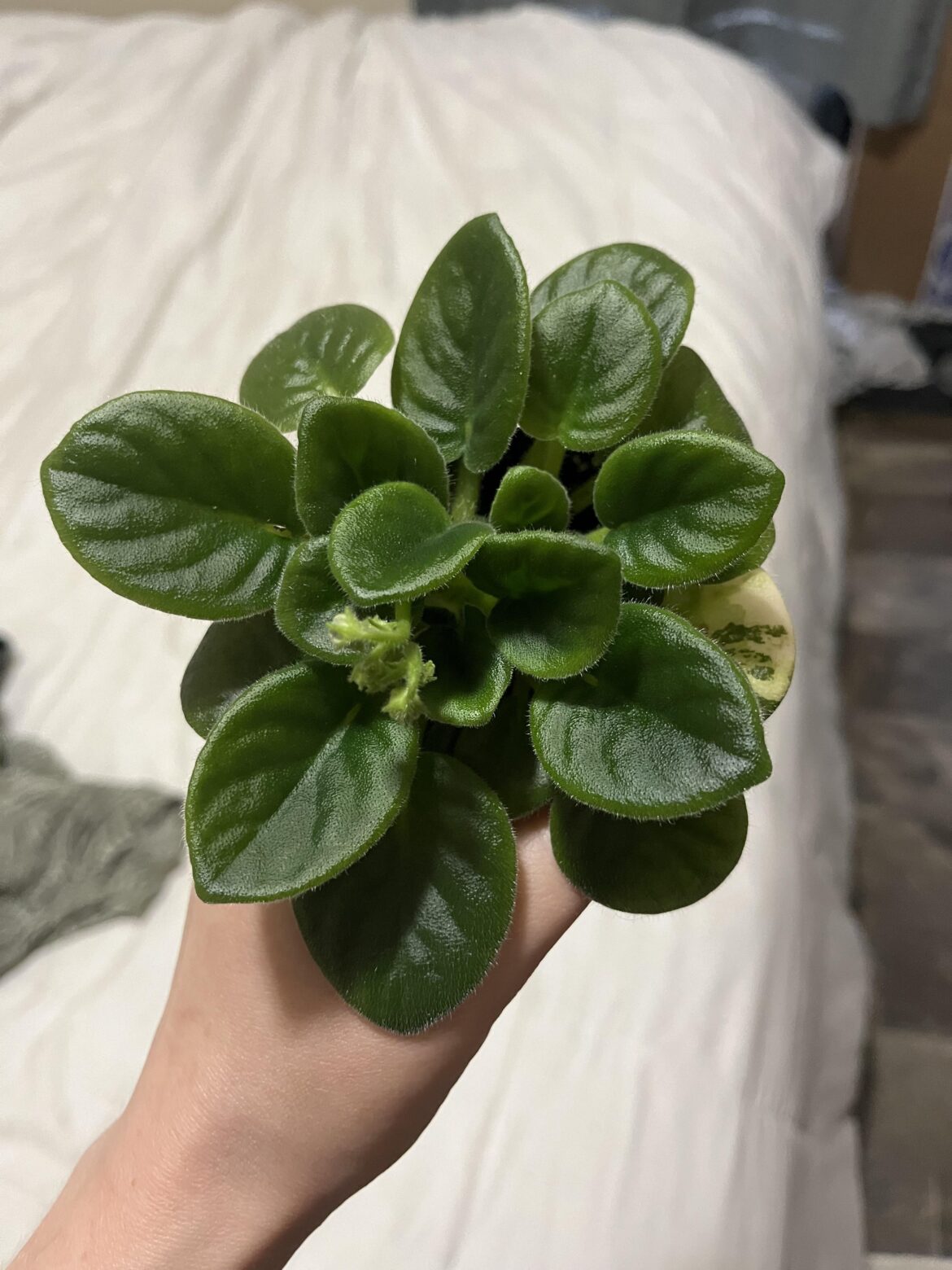 Can I split these while blooming?