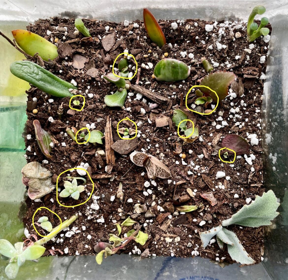 So many little succulents finally sprouting!