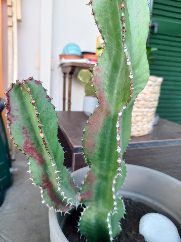 Is my plant sick?