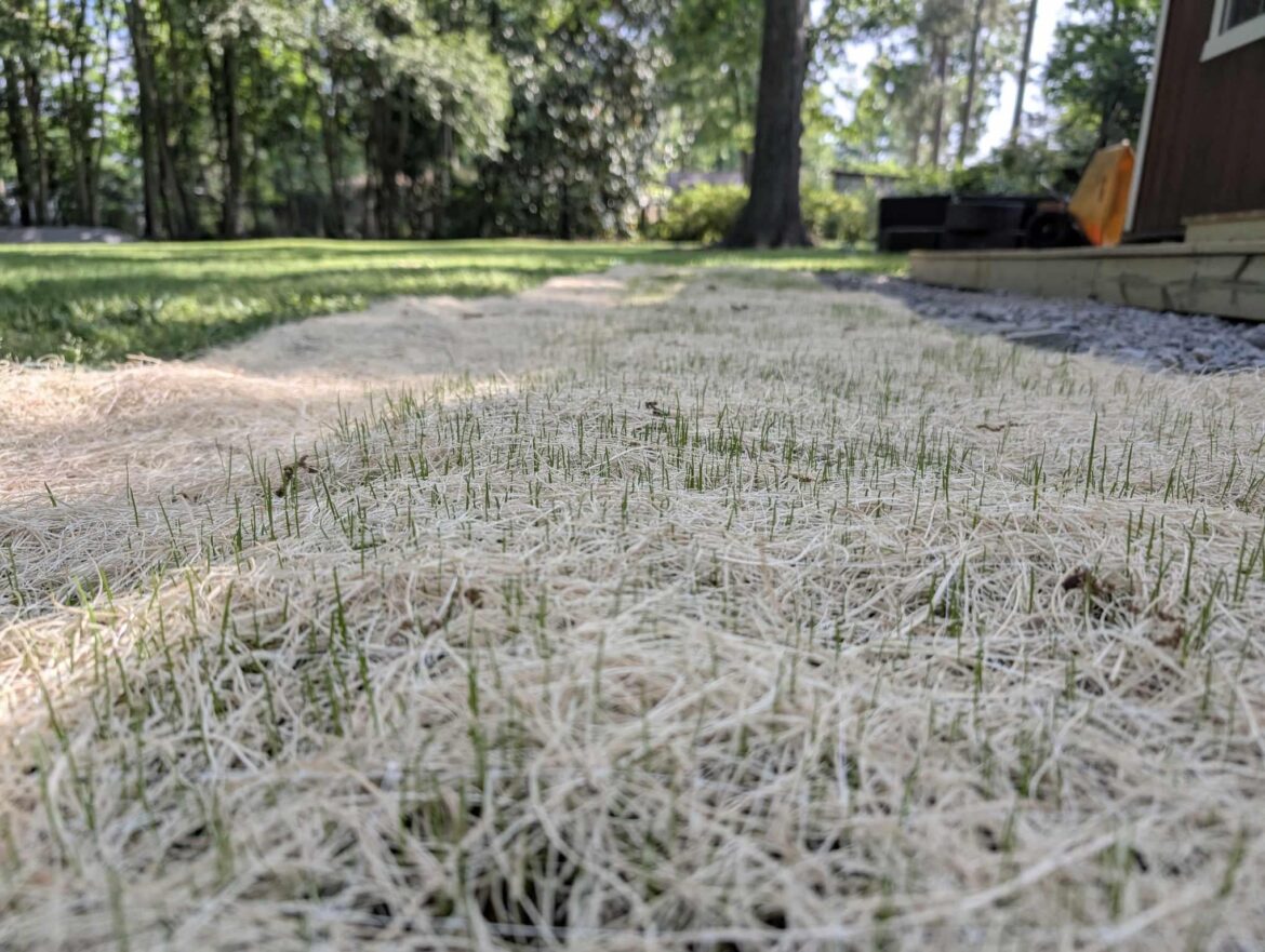 Seed starting to geminate Seed starting to geminate