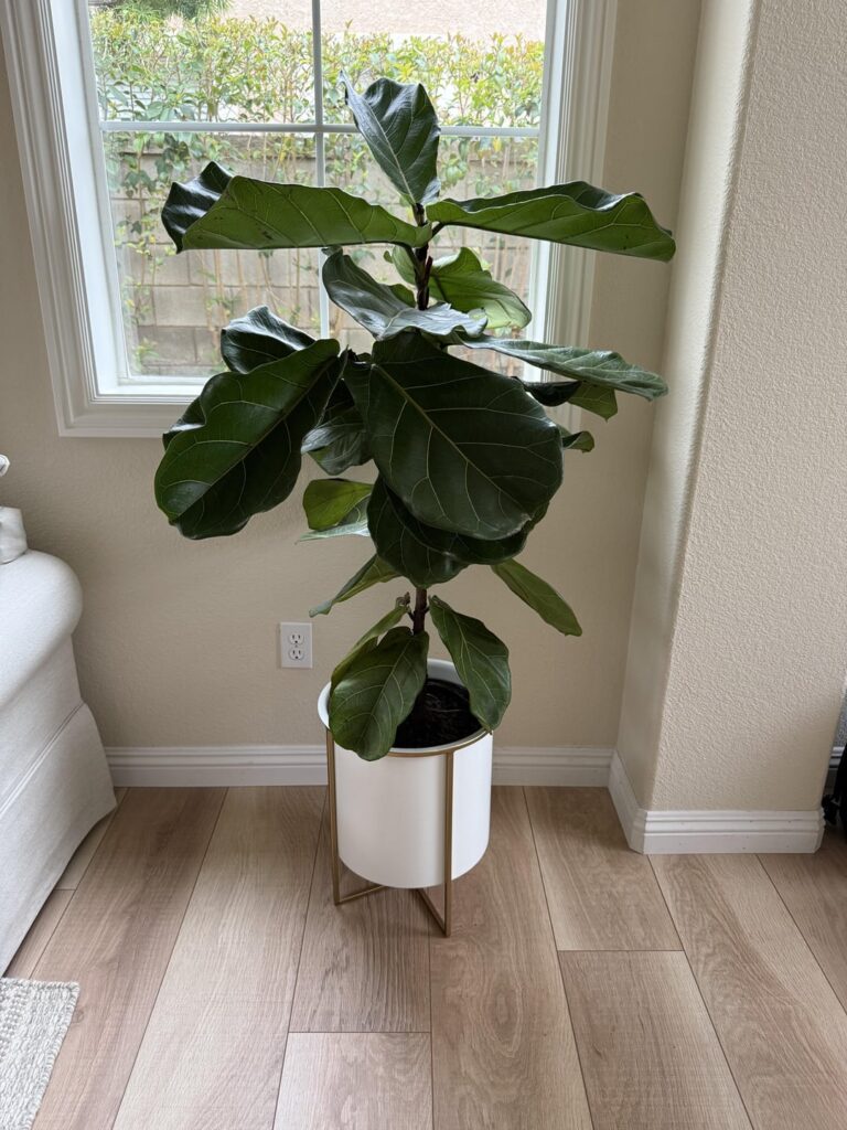 Am I killing my plant?