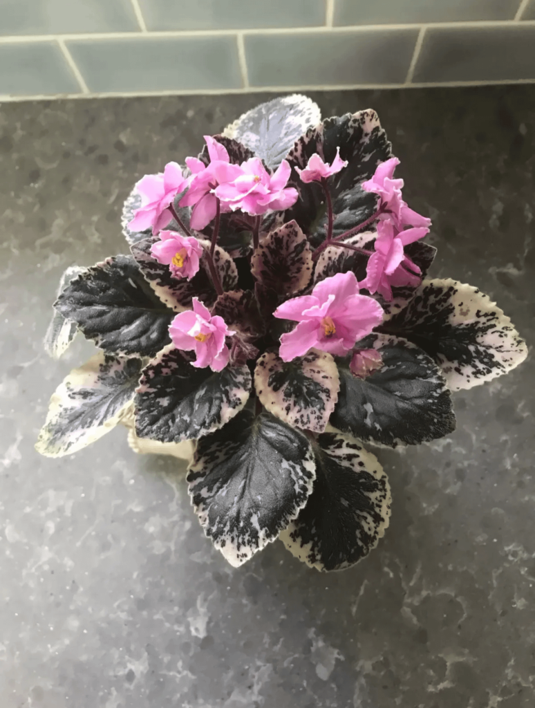 Trailing Violets