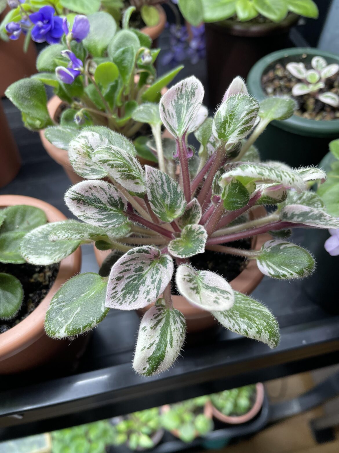 Favorite Foliage?