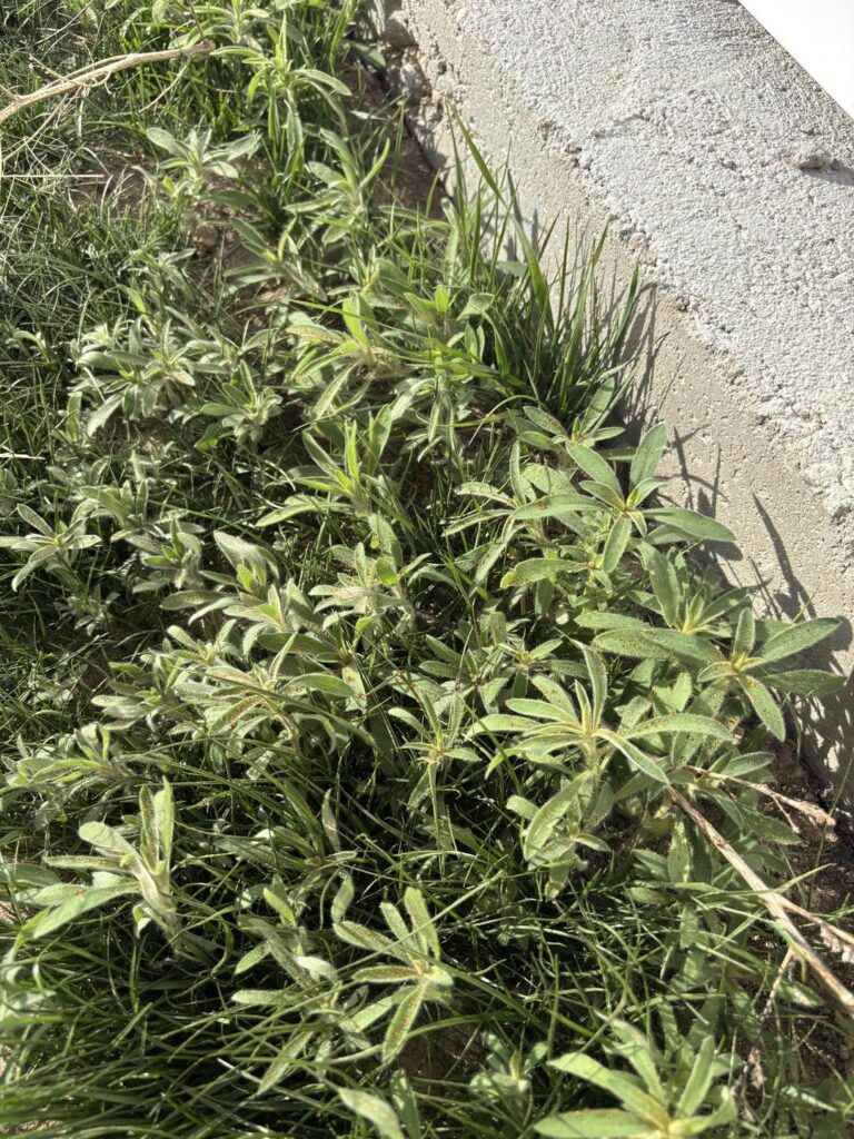 Need help Identify these and what to use on them