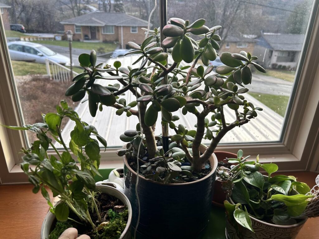 I would love to hear from you all what plants you’ve had the most luck with and which ones are just total douche canoes.