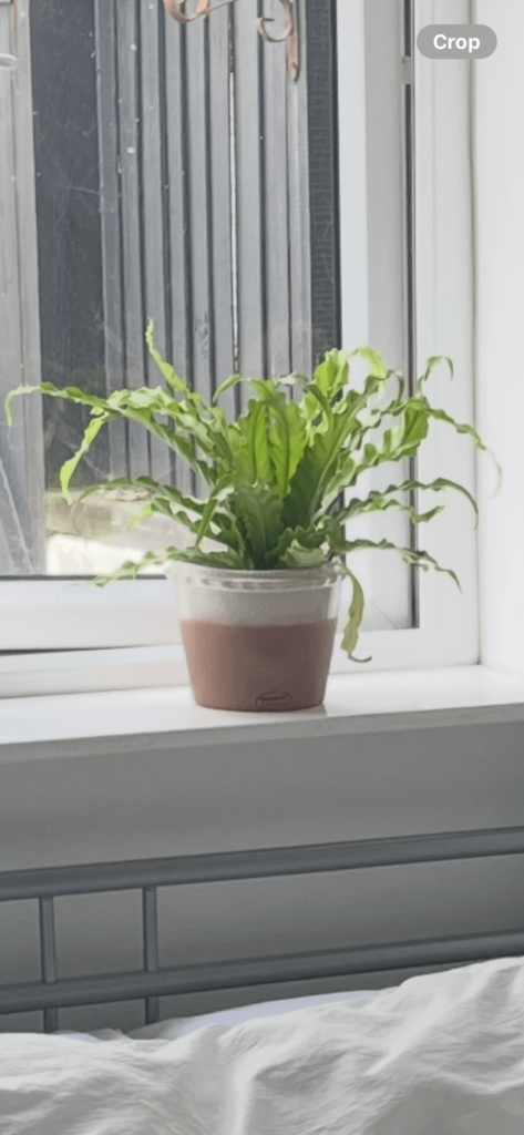 URGENT: I think my French housemate killed my plant URGENT: I think my French housemate killed my plant