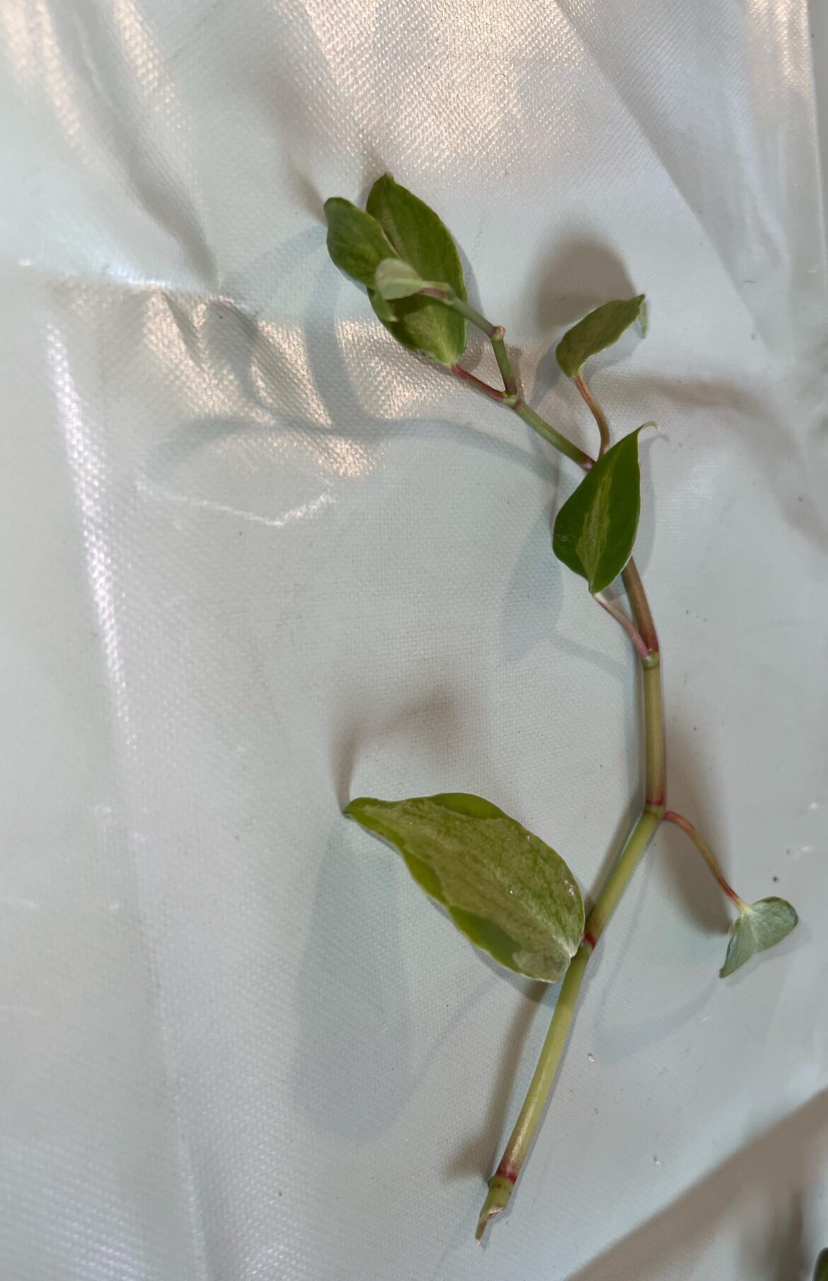 First proplift
