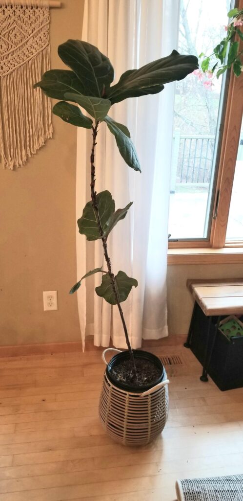 Please help me save my neglected fiddle leaf fig! Please help me save my neglected fiddle leaf fig!