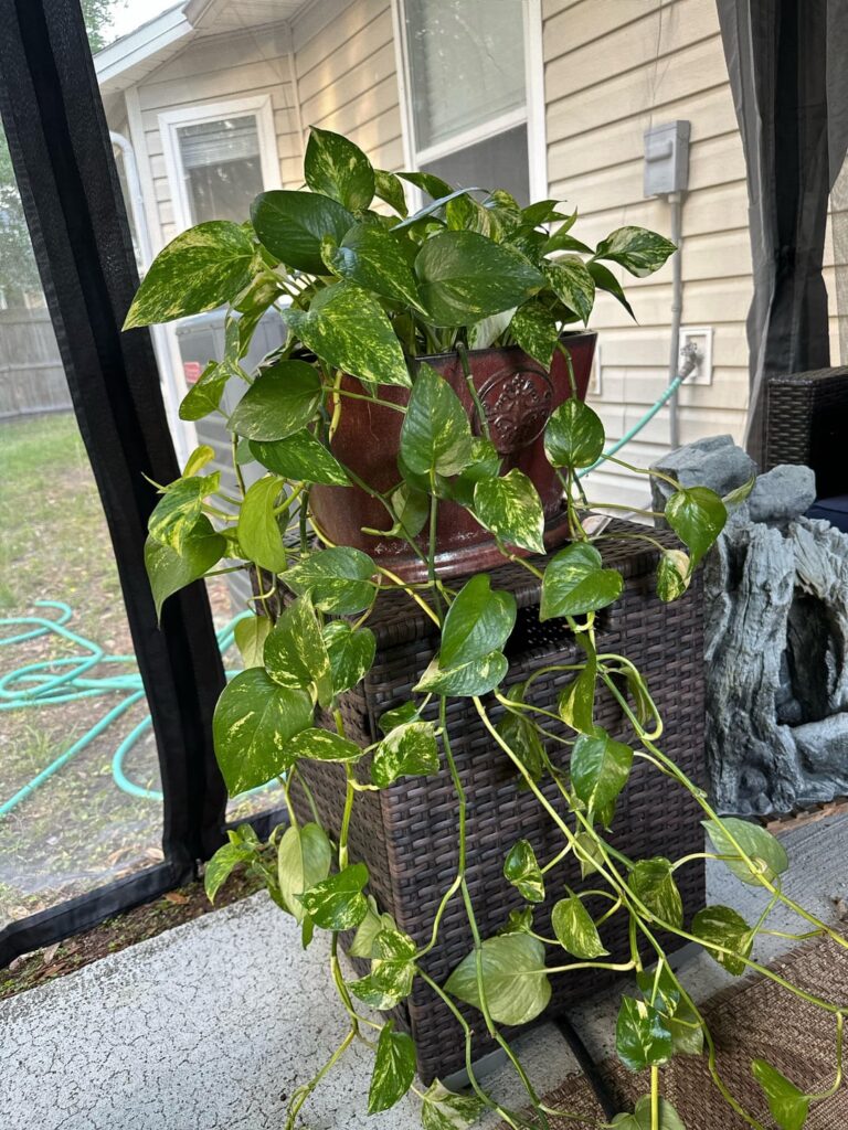 New pothos leaves have funky color palette. Is it okay?