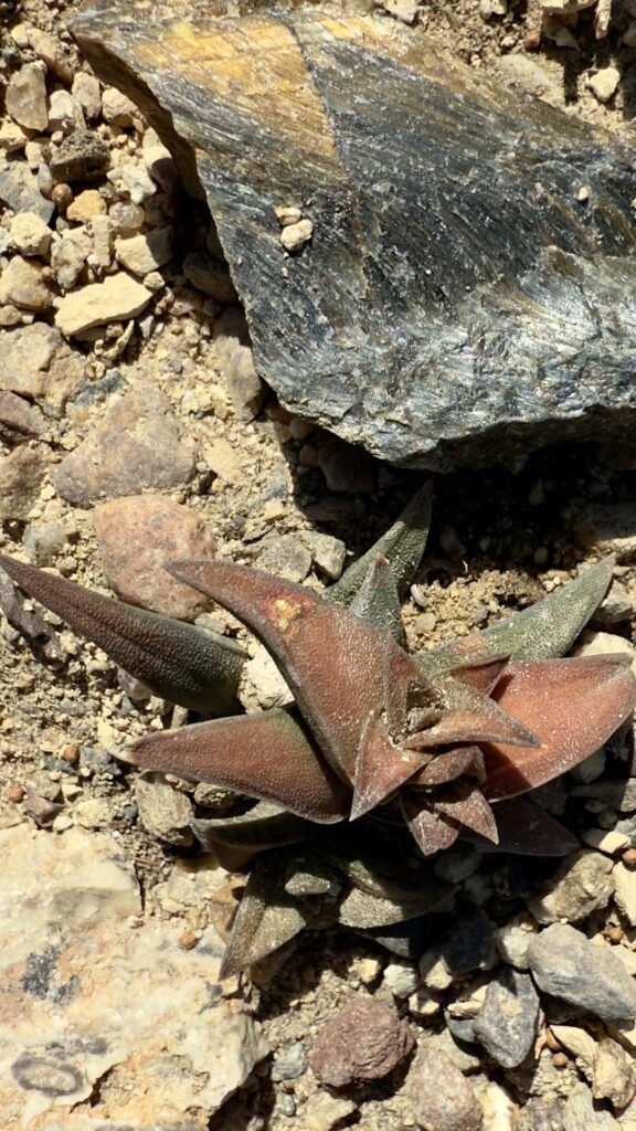 Haworthia or gasteria? Or something else?