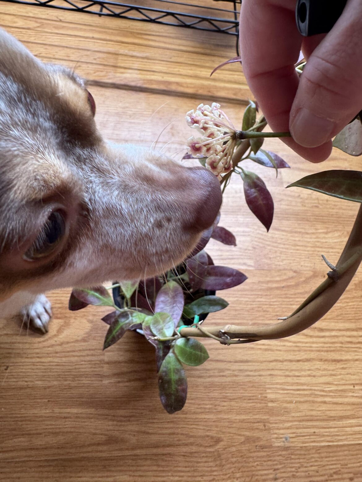 My boy loves smelling flowers outside, so I got my Walliniana down and let him smell the flowers. He loves it.💚🥰