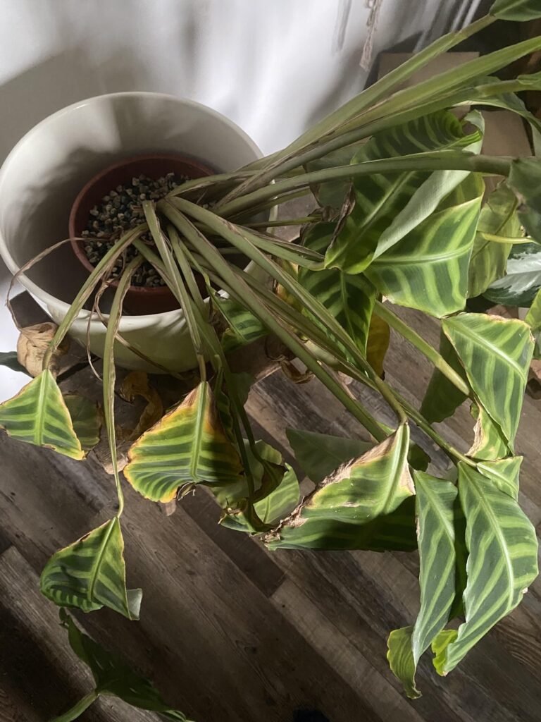 WTF am I doing wrong?! WTF am I doing wrong?!