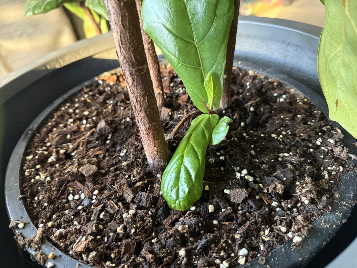 What to do with this new growth? What to do with this new growth?