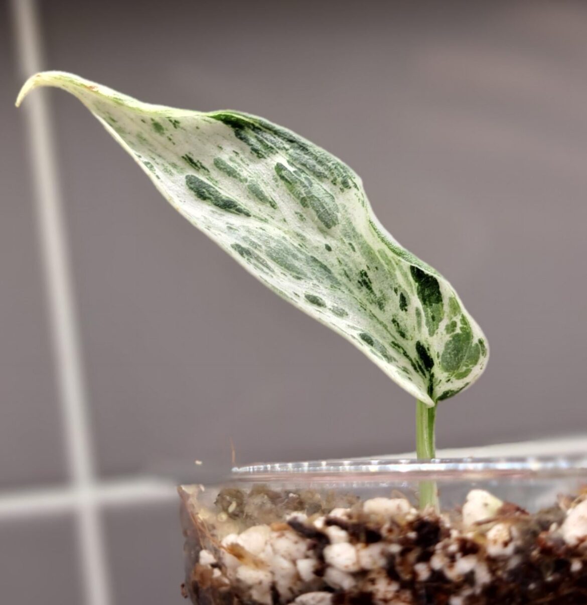 Finally ticked one off the wishlist!