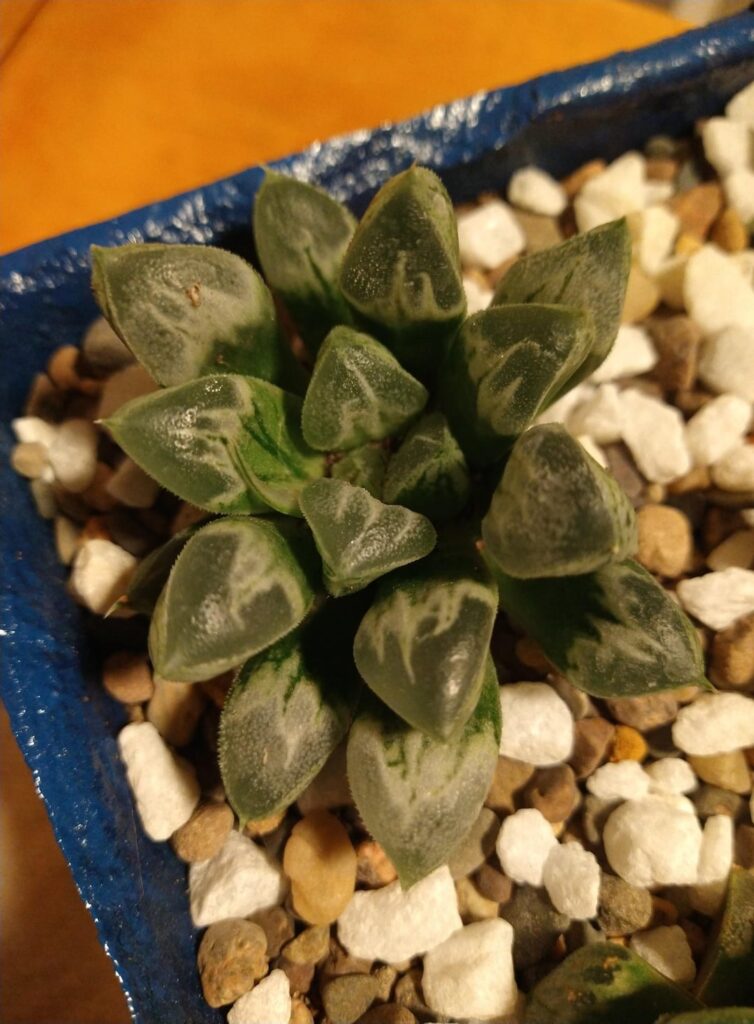 Haworthia Collection 🤘