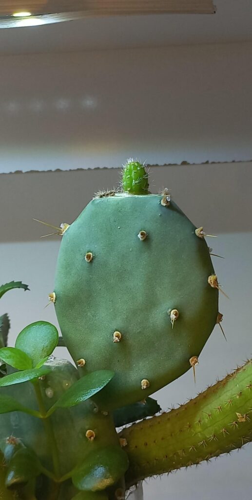 Small Cleistocactus Grafted On Opuntia unbelievable success!