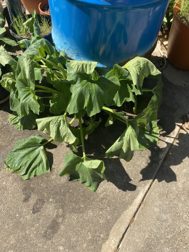 Mystery volunteer (squash?) suddenly not doing well