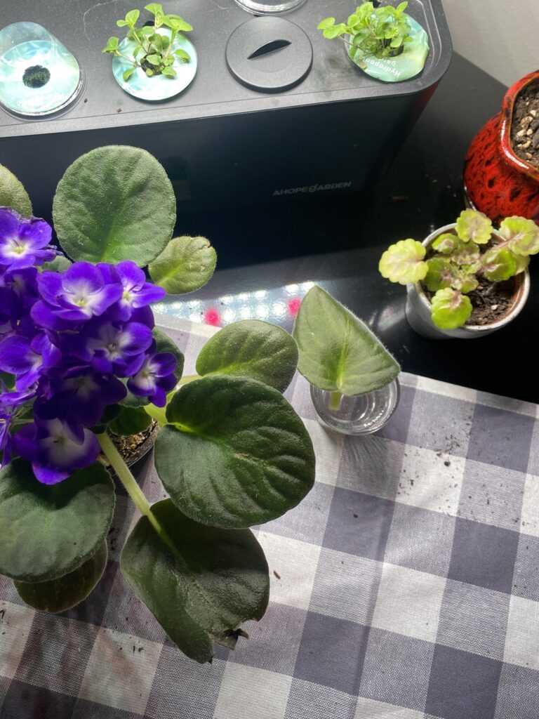 I’m new…Send Help for  my plant baby!