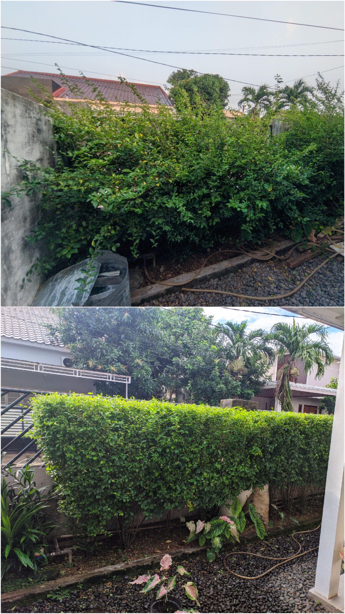Two years ago My dad was planning to remove this hedge plants and start new, but with some youtube guide it looks possible to me to revive it. It doesn't look perfect but it looks much better than before!