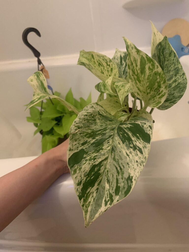 Got this today for 5 dollars at Lowe’s