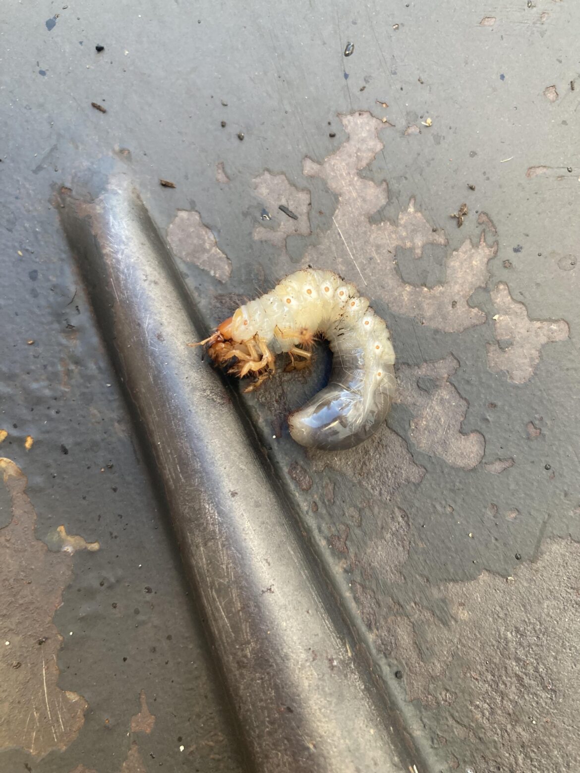 Is this a lawn grub?