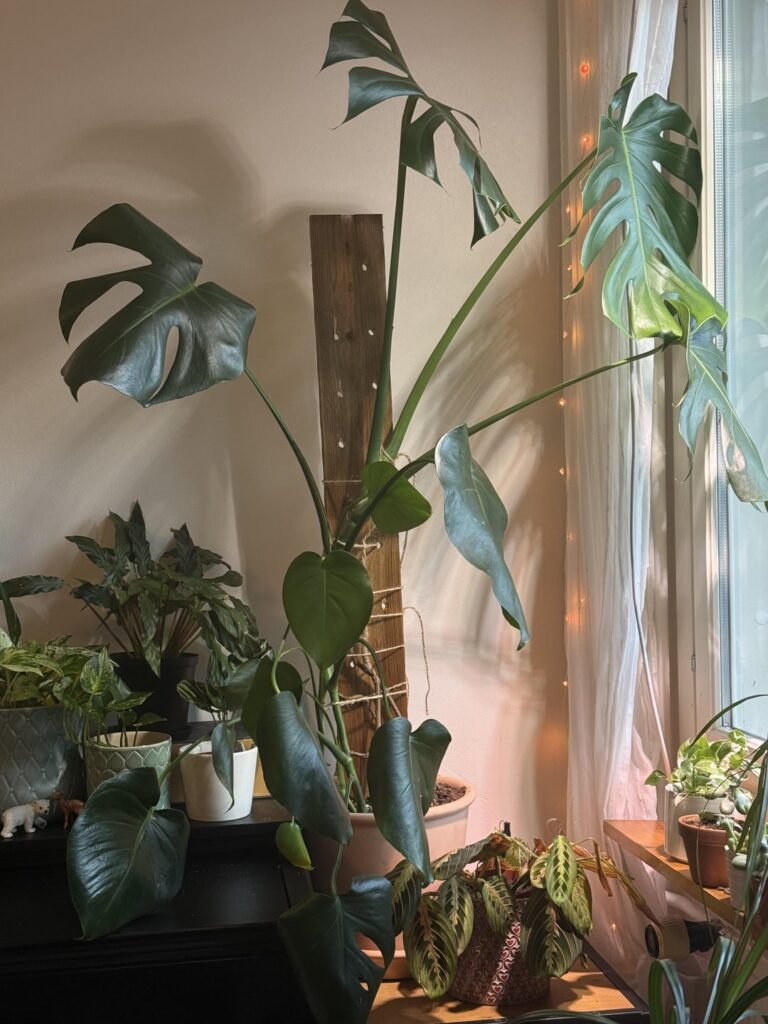 Please help my very sad monstera!! Please help my very sad monstera!!