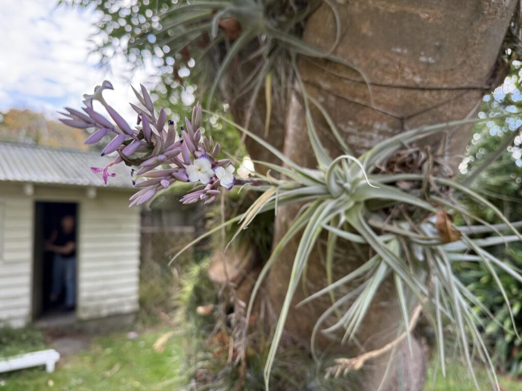 Tillandsia pohlania
