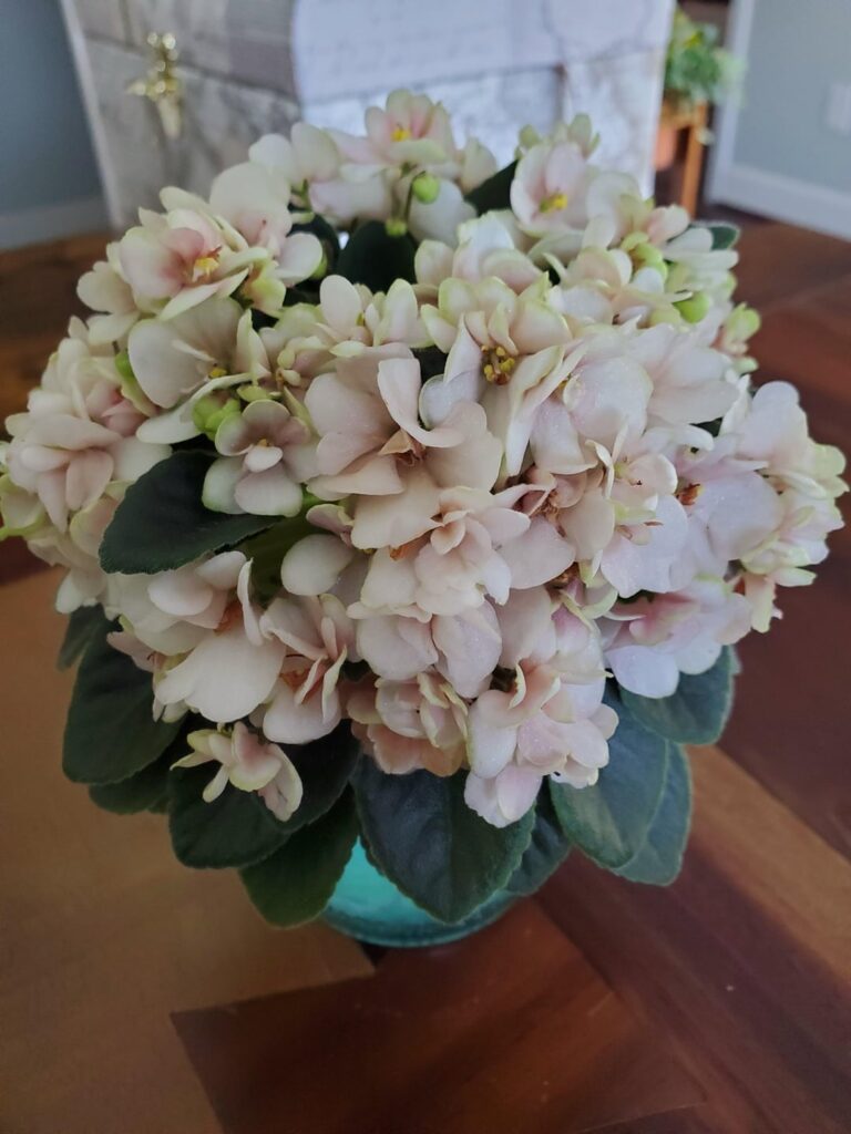 9 Straight Months of Blooms! Hunter's Sweet Sakura