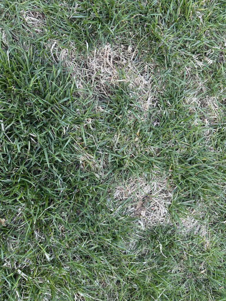 Lawncare noob. Do I need to tear out the dead yellow grass my dog made before I plant new seed? Lawncare noob. Do I need to tear out the dead yellow grass my dog made before I plant new seed?