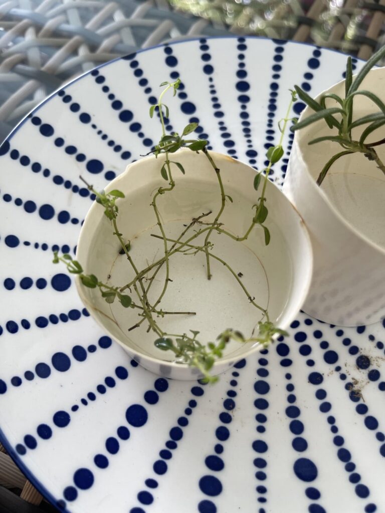 Thyme and rosemary - am I doing this right? It’s been a week since propagation.
