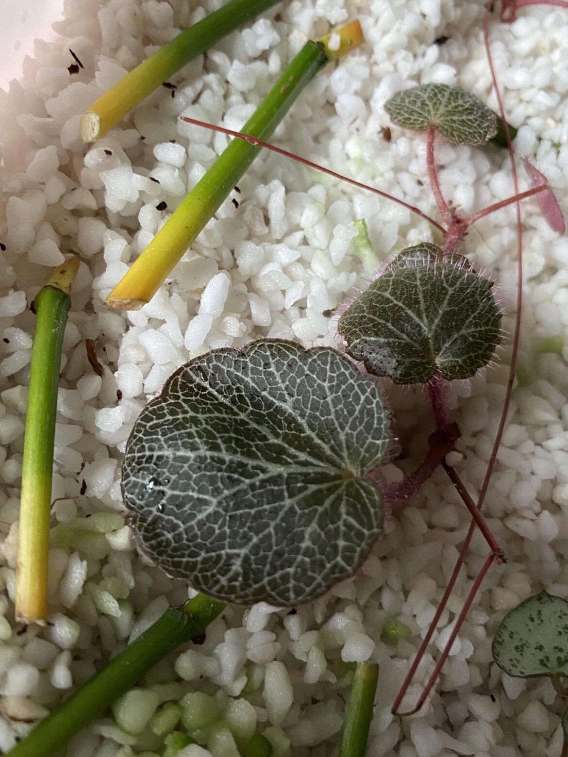 ID help? ID help?