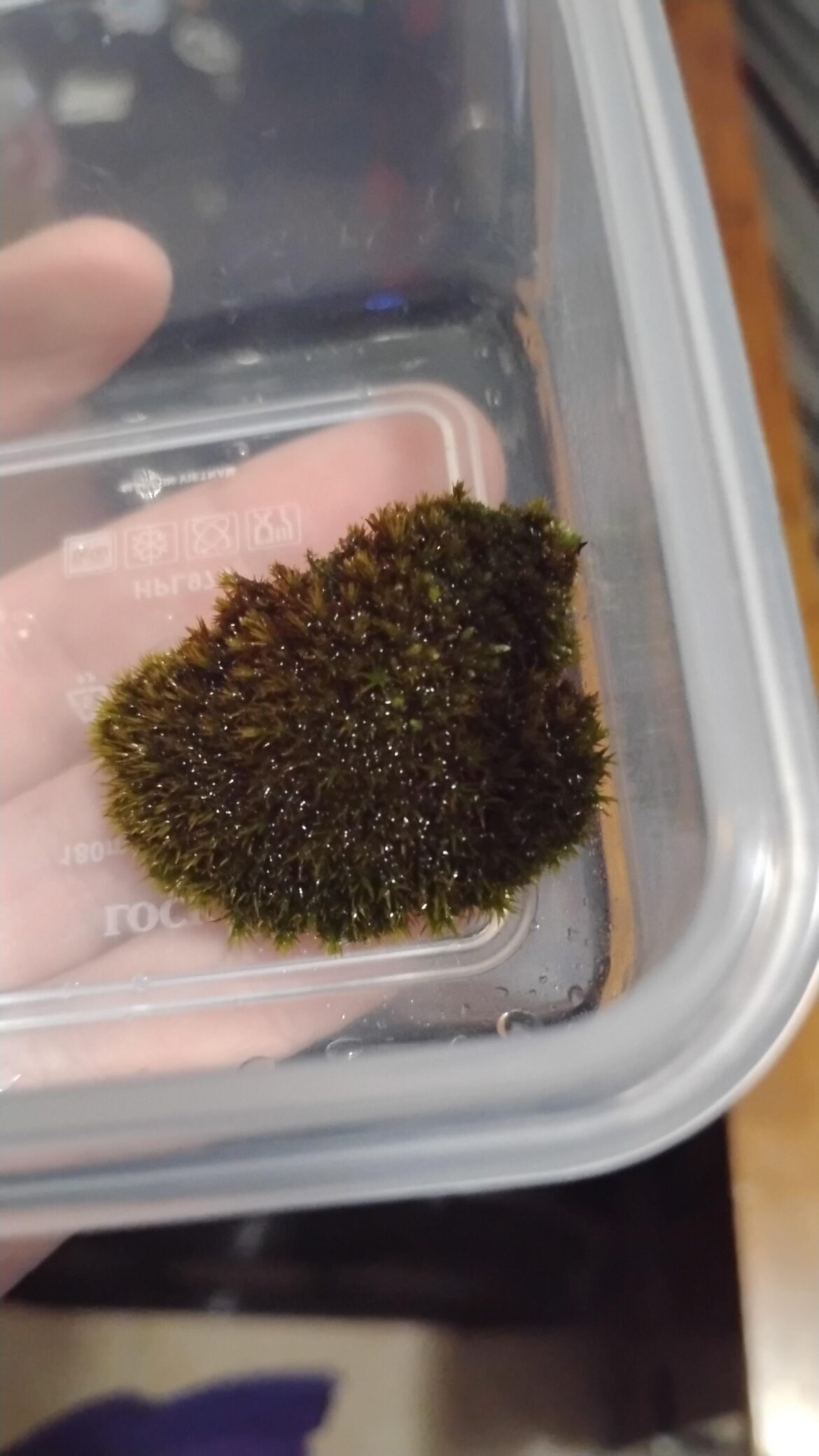 What kind of moss is this? North Cali area