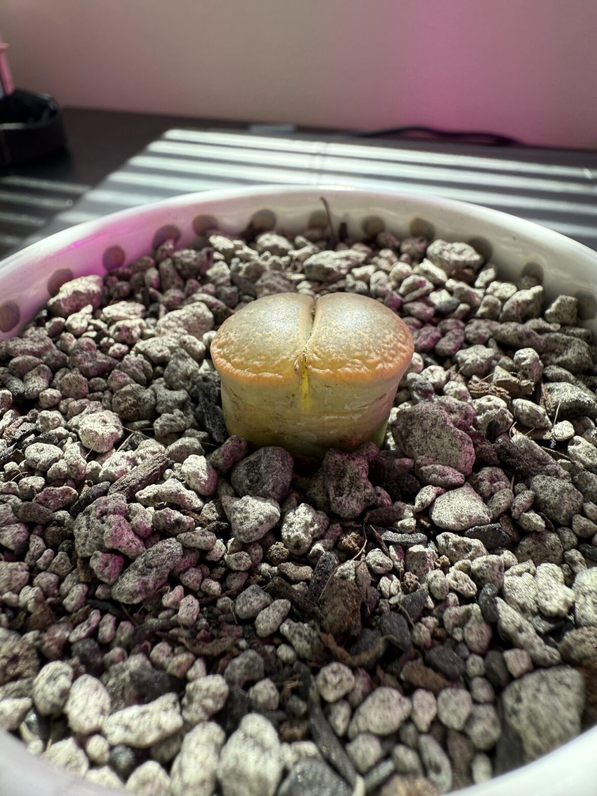 Should I water it or wait