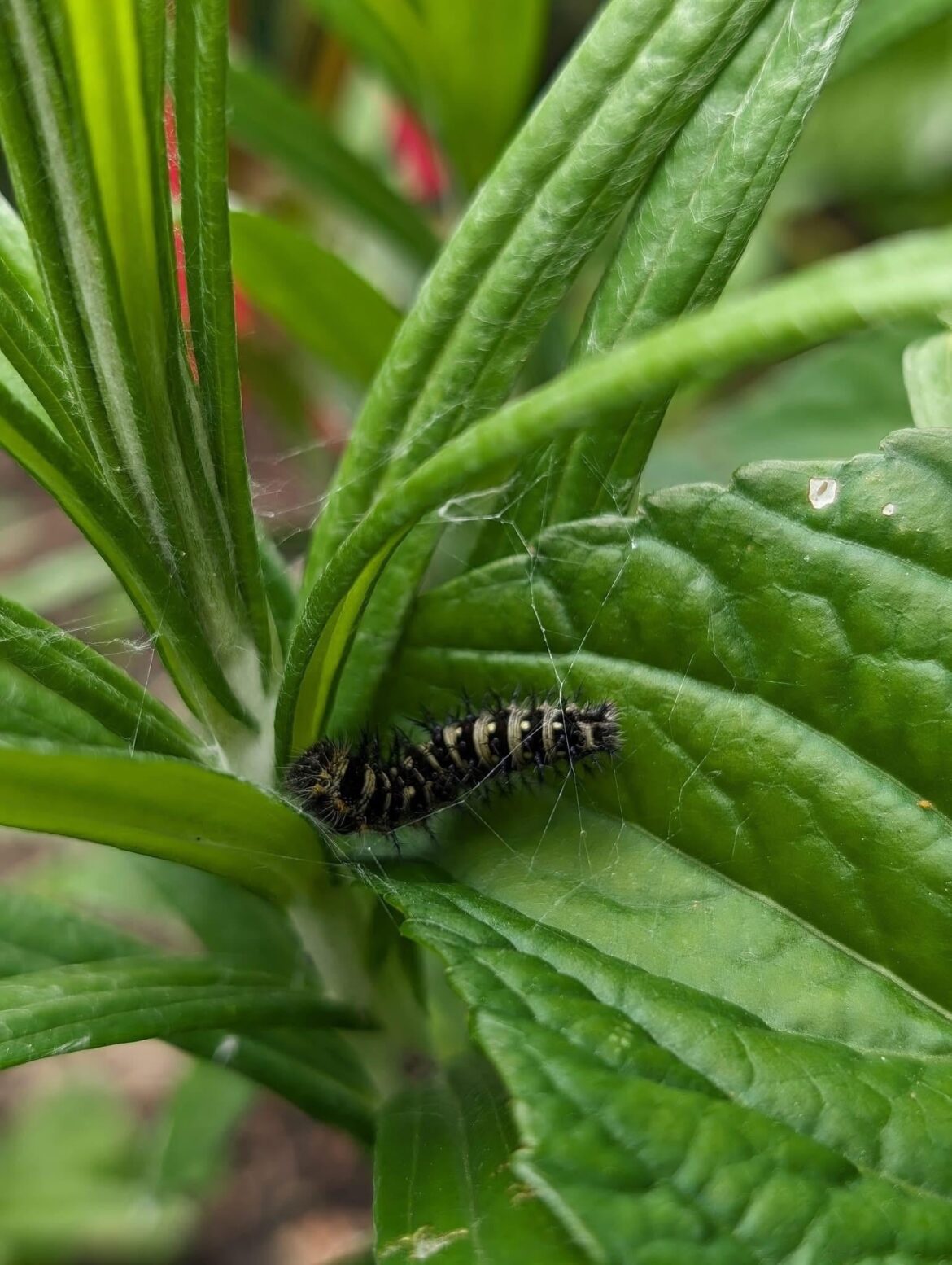 American Painted Lady caterpillar