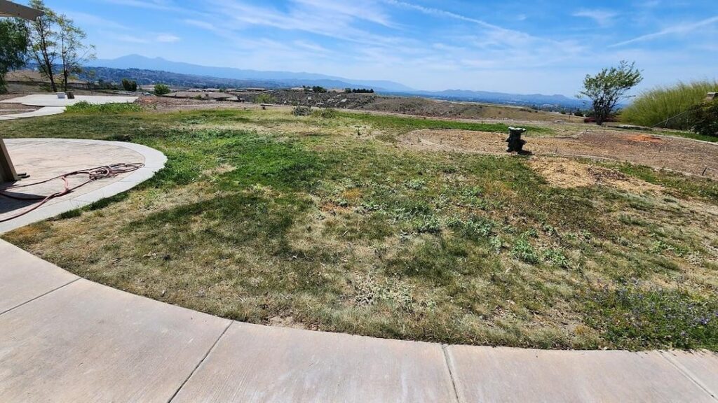 Wife and I just moved and this was the backyard. Should I nuke it, or nah?