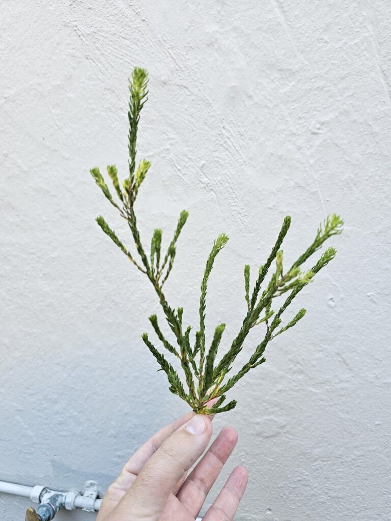 Painters stepped on my buchu, let's take some cuttings!