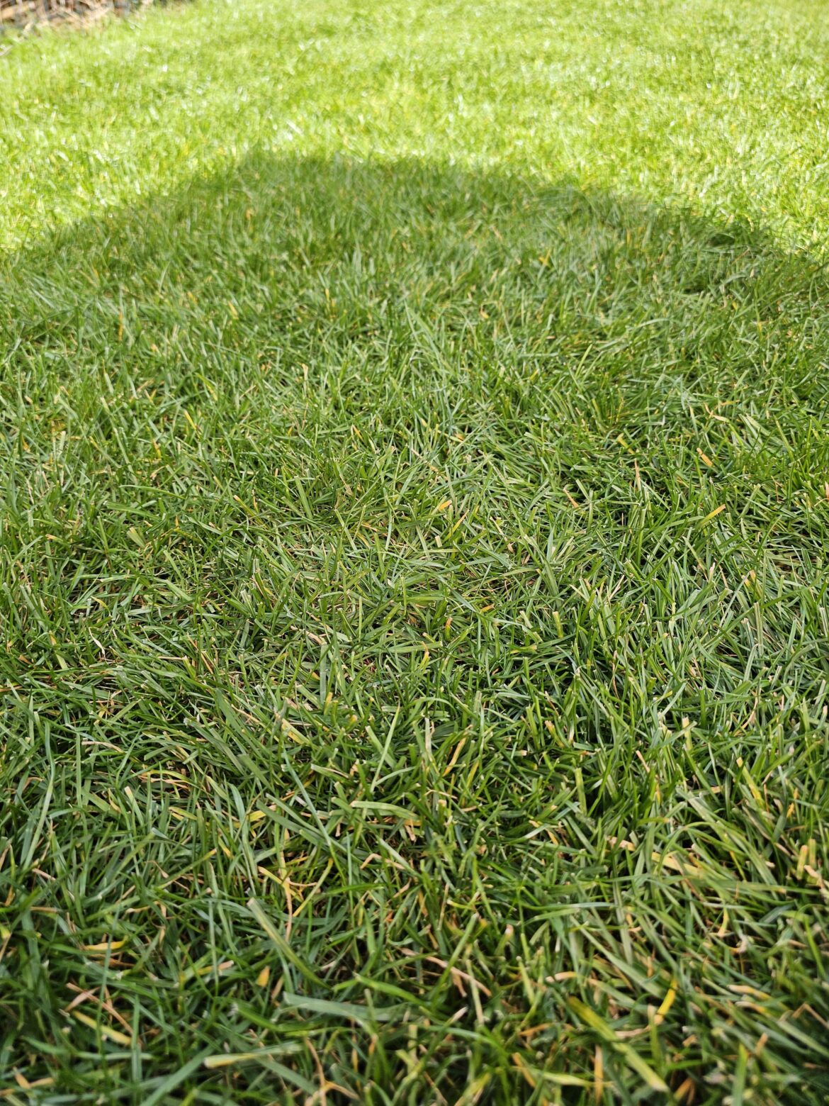 Why does my lawn have random yellow leaves? UK