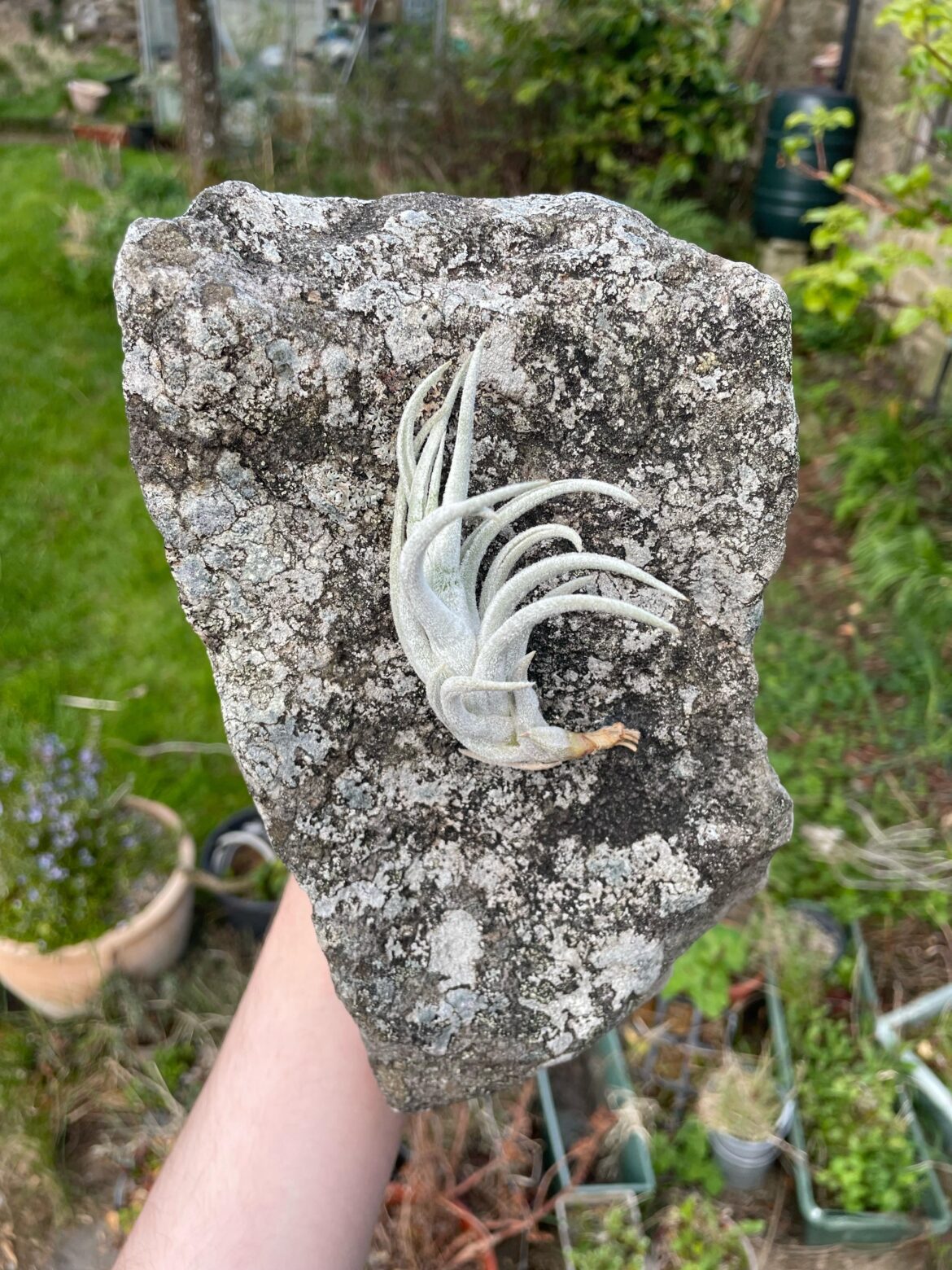 Tillandsia mitlaensis