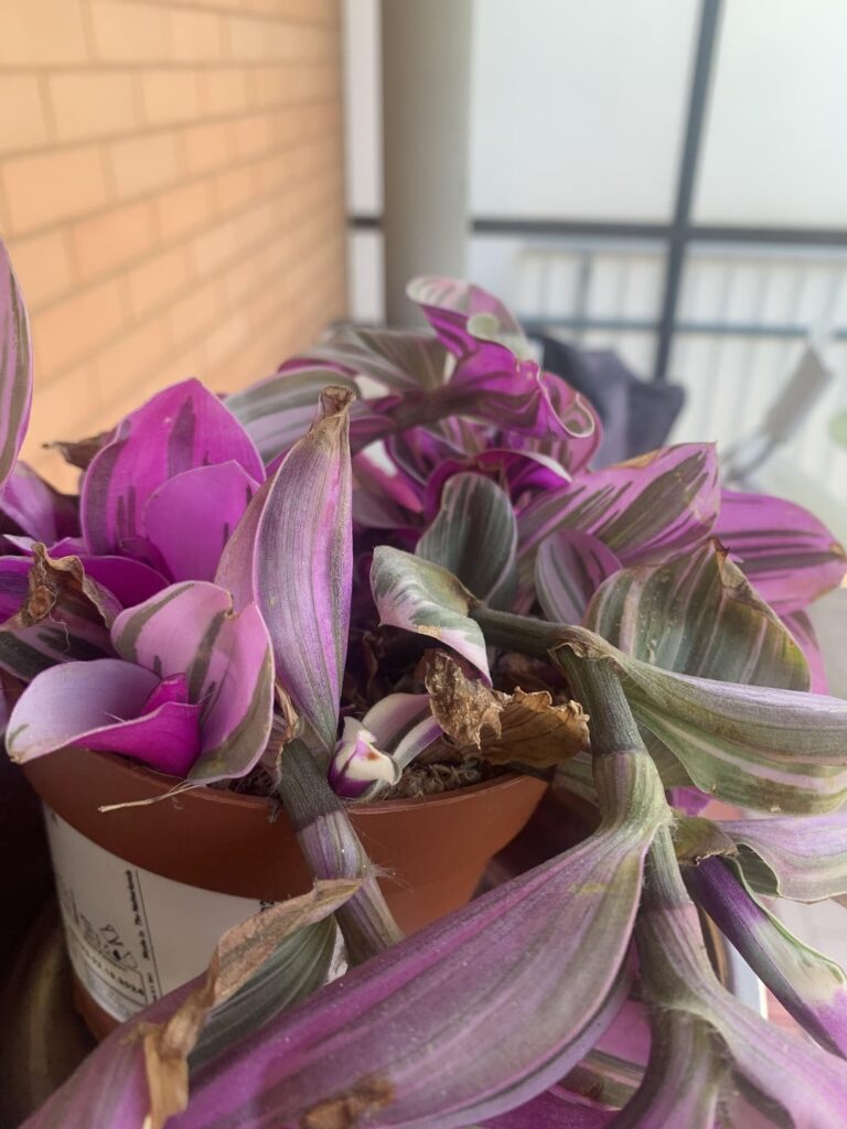 Foglie bruciate della mia tradescantia