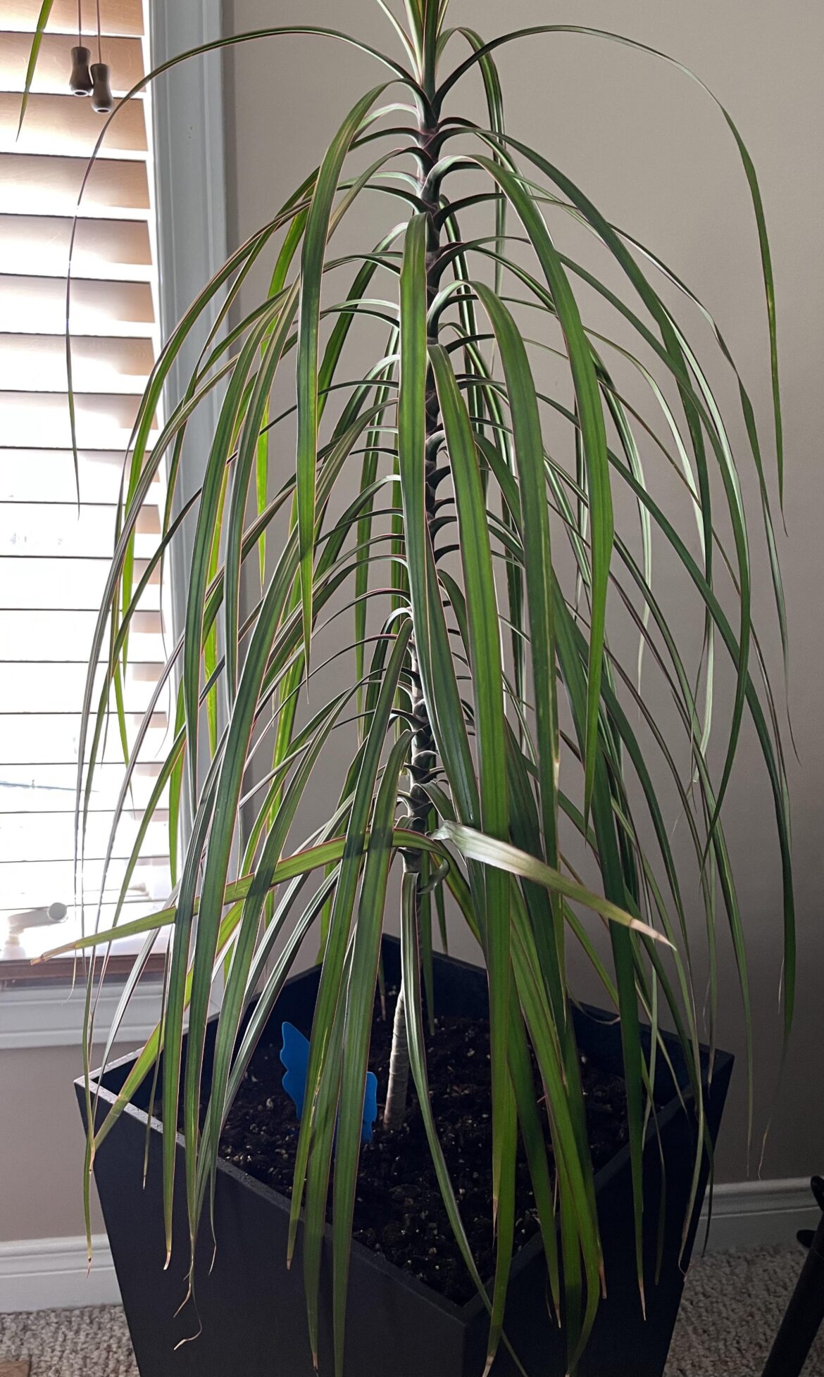 How would I go about propagating this dracaena? It keeps just growing straight up and not outwards…