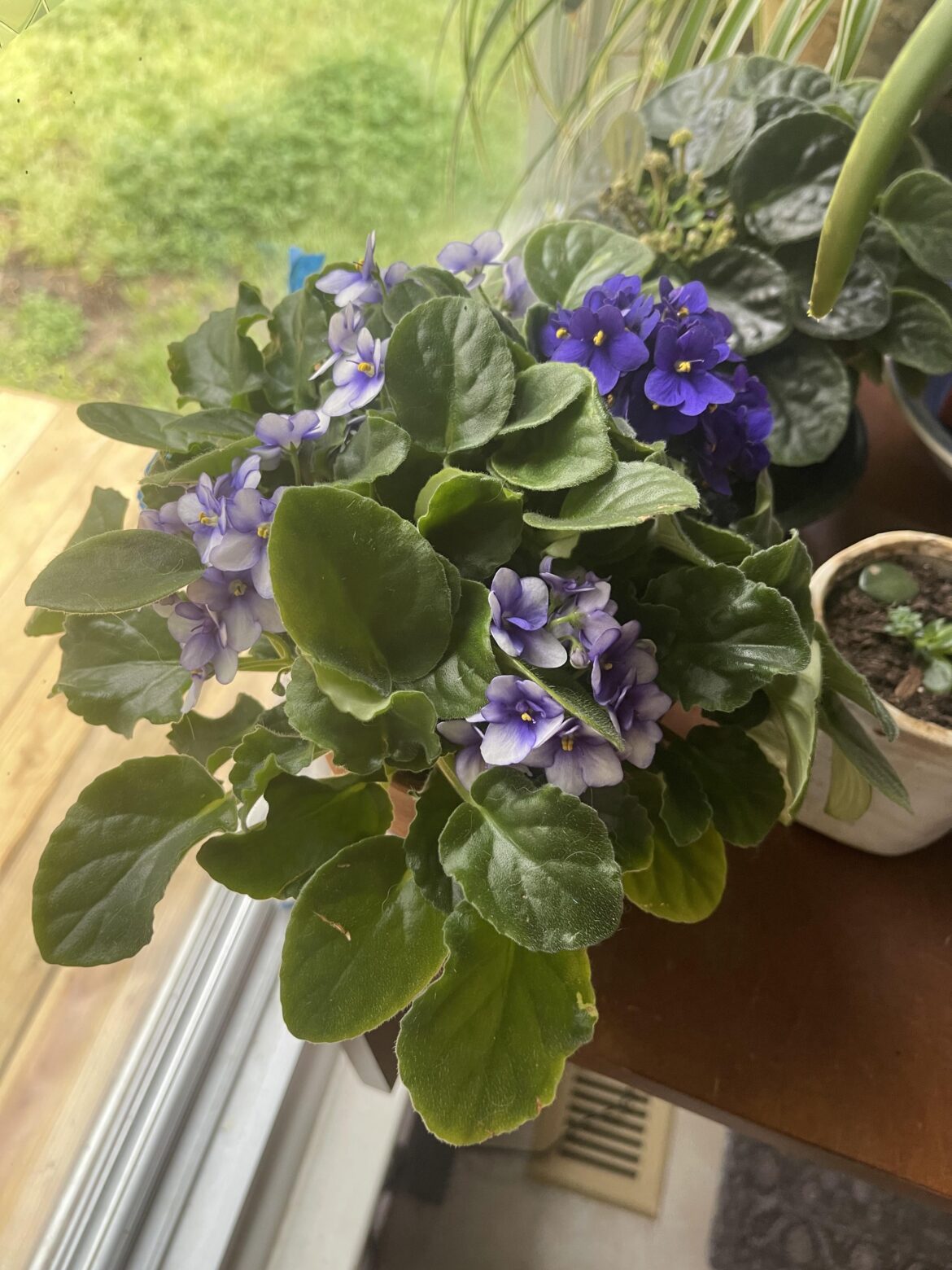 Do I repot them? Do I repot them?