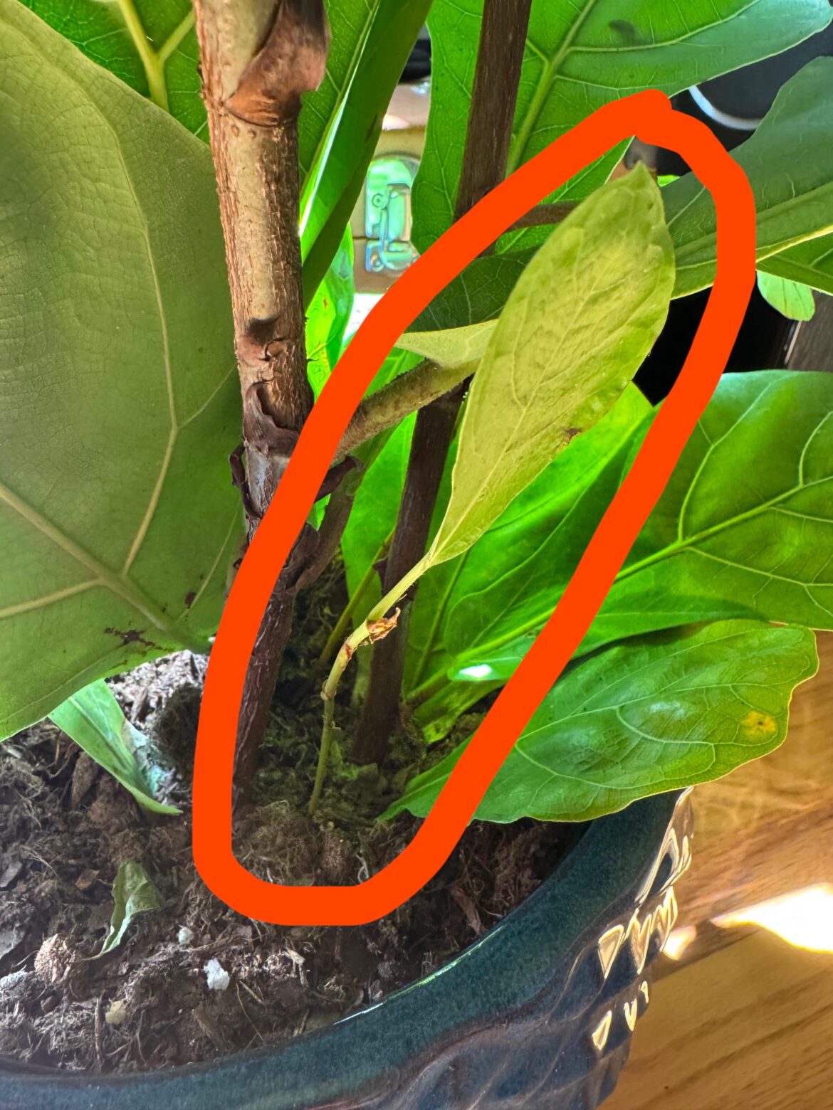 Pruning question