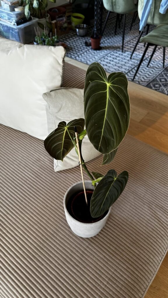 Philodendron Melanochrysum on mosspole Philodendron Melanochrysum on mosspole