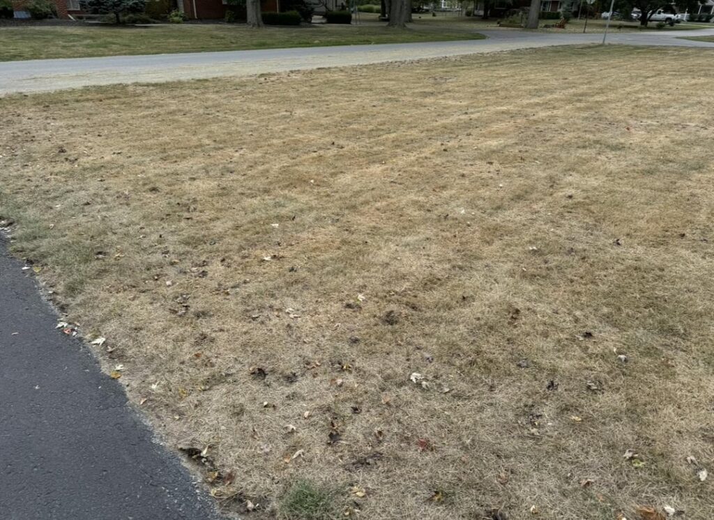 Holy moley….scalped and rented a slit seeder for fall overseeding last fall Holy moley....scalped and rented a slit seeder for fall overseeding last fall